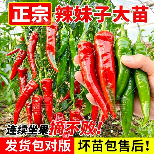 山东寿光特辣超辣妹子秧苗早熟