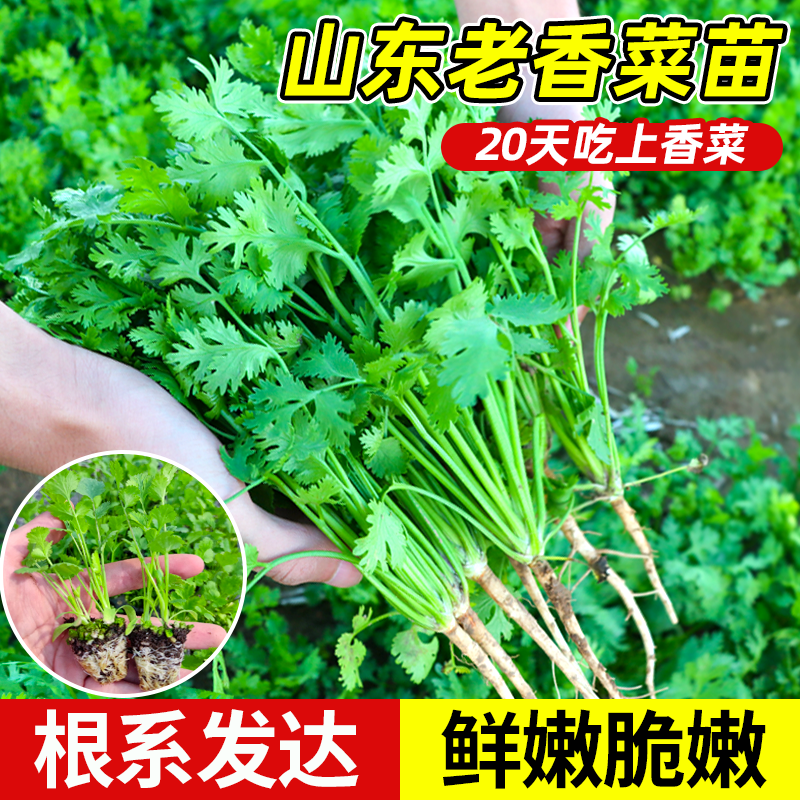 耐寒香菜苗秧苗山东老品种香菜带根秧苗春季蔬菜苗带土阳台种菜,鲜花速递/花卉仿真/绿植园艺,种苗/半成品盆栽,淘宝优惠券,粉丝福利购,淘宝优惠卷