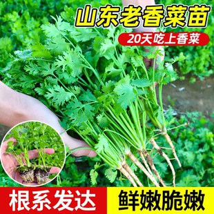 耐寒香菜苗秧苗山东老品种香菜带根秧苗春季 蔬菜苗带土阳台种菜