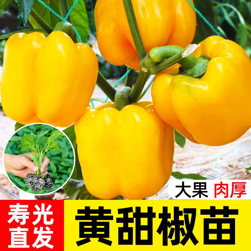 四季黄彩椒苗甜椒七彩椒苗黄灯笼椒苗菜椒五彩太空辣椒苗春蔬菜苗