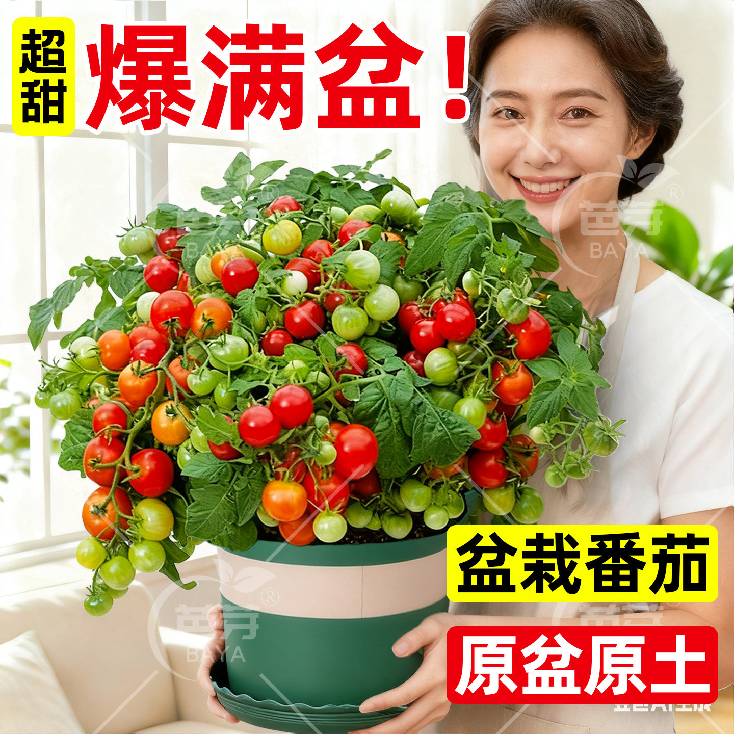 矮生小番茄苗盆栽带花四季圣女果西红柿苗水果阳台盆栽蔬菜苗