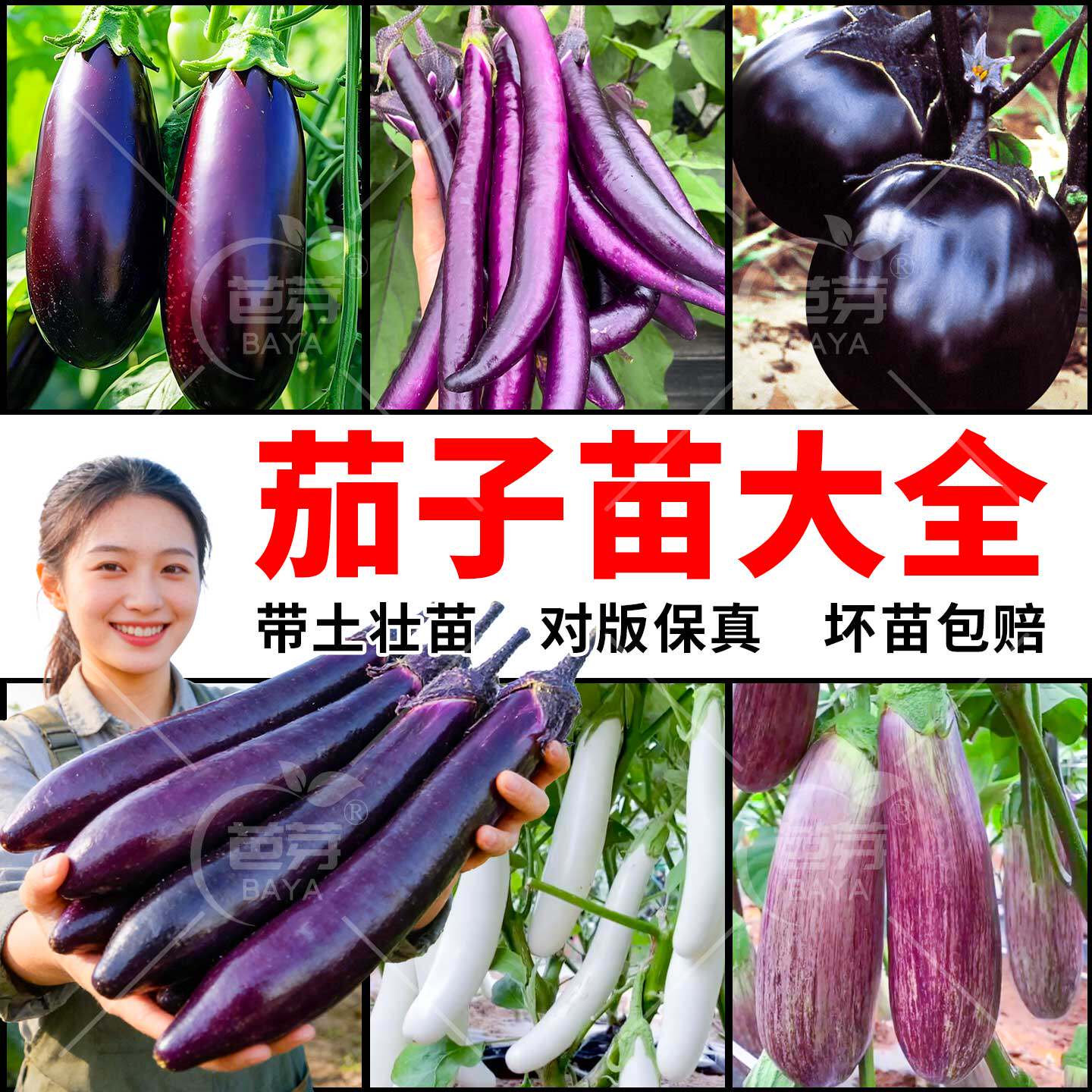 四季茄子苗秧苗带土盆栽嫁接老品种紫长茄高产杭茄种籽春季蔬菜苗