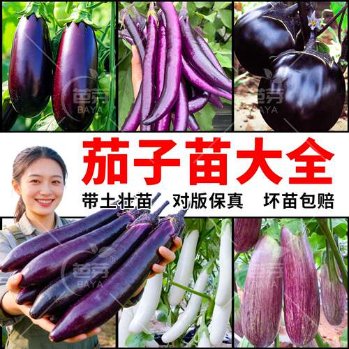不活包赔茄子苗秧苗四季带土菜苗