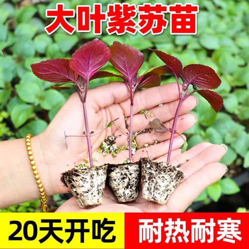 四季双面大叶紫苏苗可食用带土
