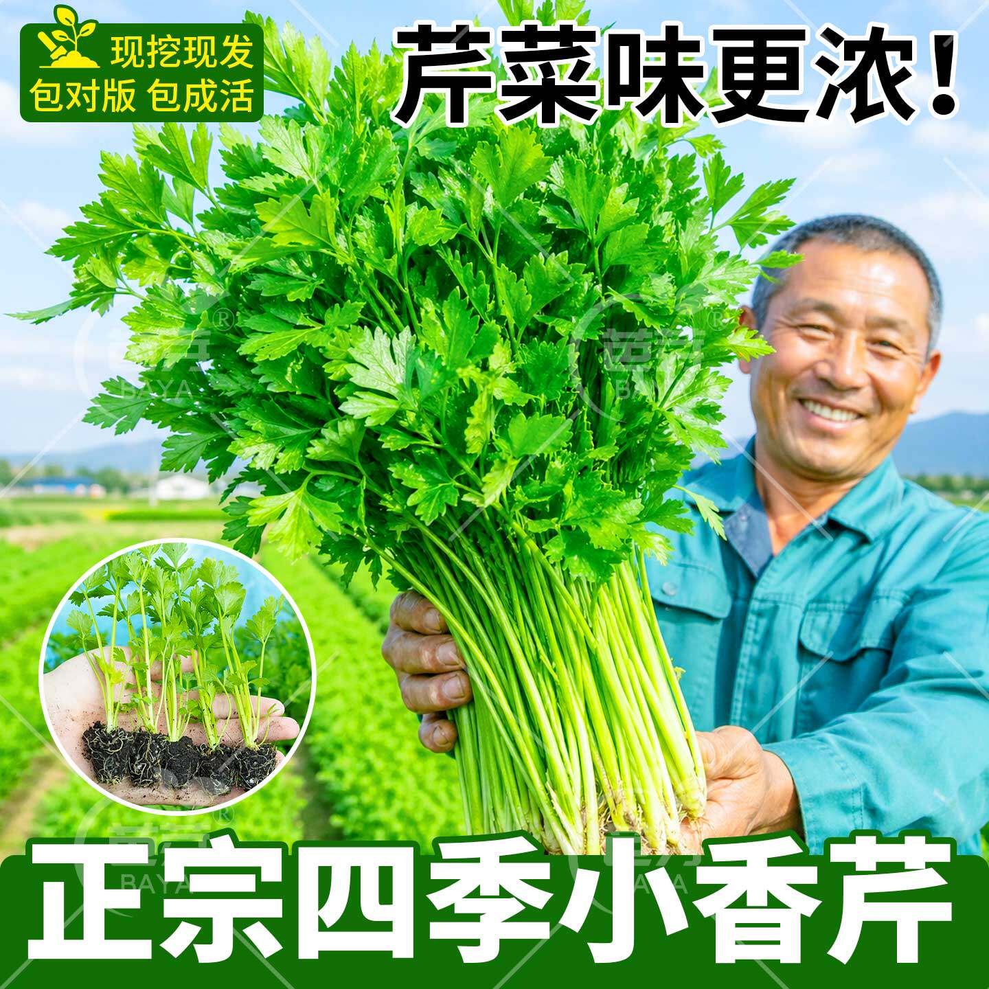四季水果小香芹菜苗秧苗大芹菜苗老品种芹菜根苗芹种籽春季蔬菜苗