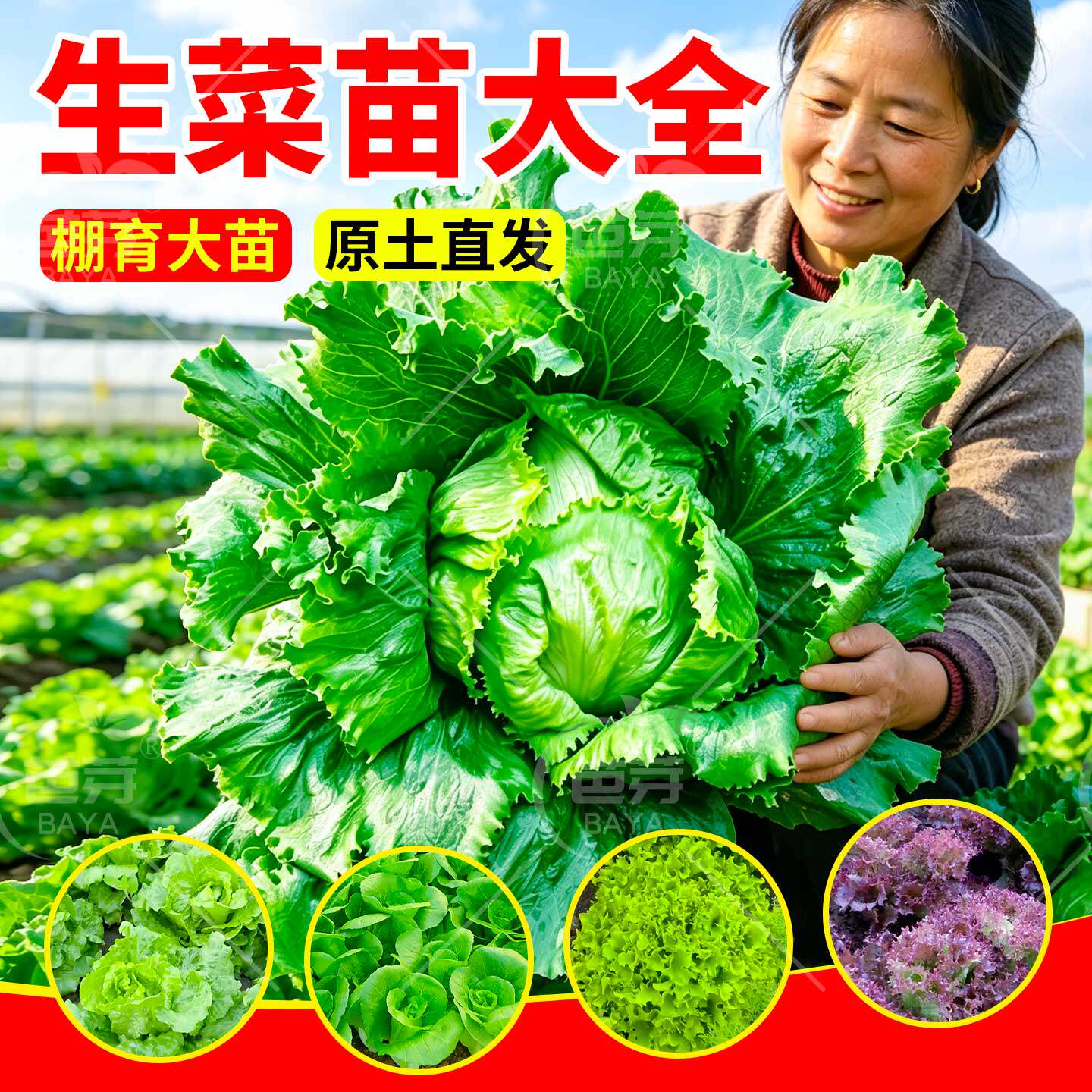 四季速生奶油生菜苗秧苗带土带根意大利罗马结球水培速生盆栽菜苗