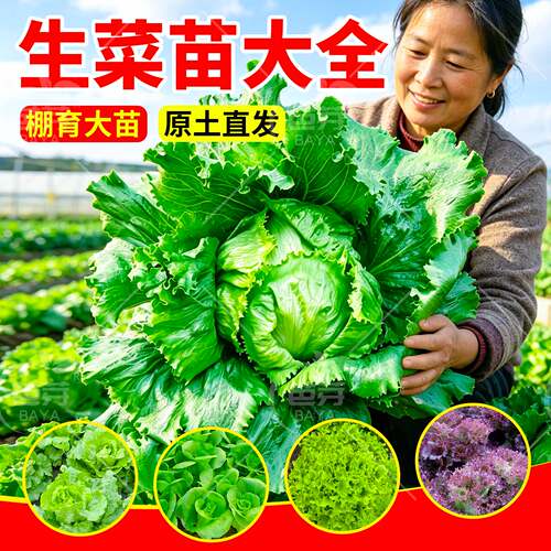 各种生菜苗秧苗四季带土包成活