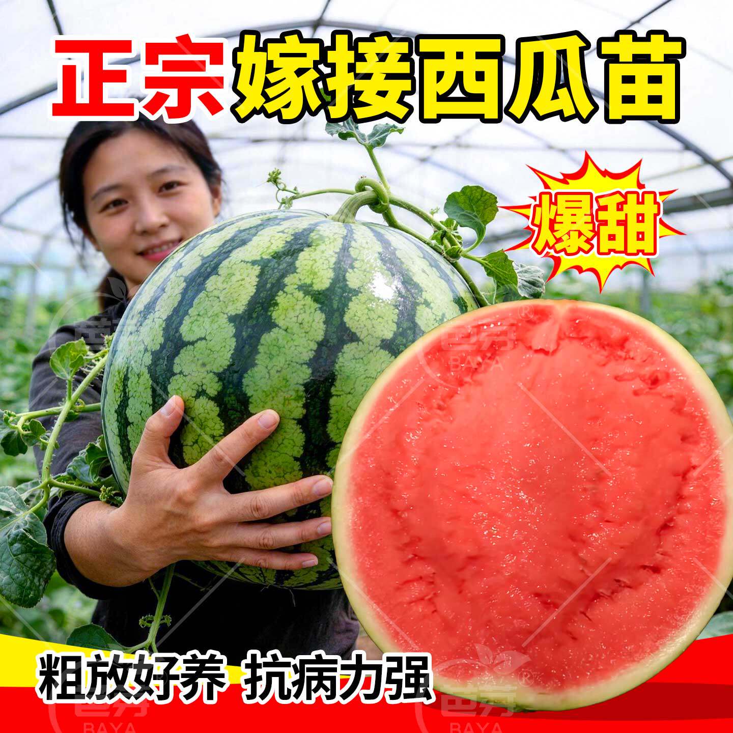 嫁接西瓜苗秧苗8424麒麟带土无籽美都懒汉早春红玉阳台盆栽蔬菜苗