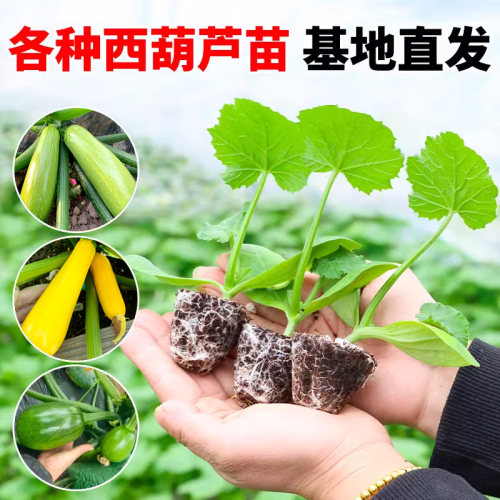 秧苗西葫芦各种包活四季