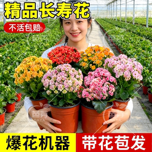 四季 长寿花盆栽重瓣特大花苗带花苞开大花易活好养室内阳台桌面