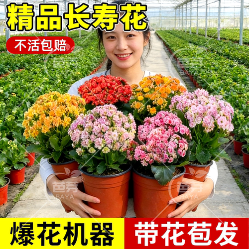 四季长寿花盆栽重瓣特大花带花苞