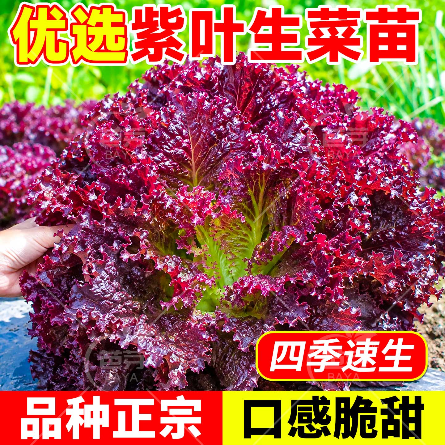 紫叶速生生菜苗秧带土紫罗马奶油意大利结球生菜水培盆栽四季菜苗