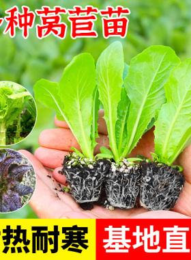四季耐寒绿莴苣苗秧苗紫红皮香莴笋苗带土尖叶种子耐抽苔春季菜苗