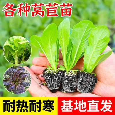 耐热莴苣苗秧苗红皮青皮莴笋苗