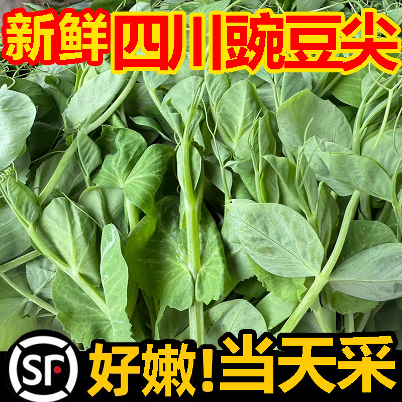 豌豆苗脆无须甜豌豆甜农种