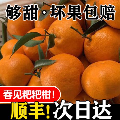 粑粑柑四川春见新鲜当季应季