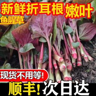 包邮鱼腥草新鲜折耳根四川现摘嫩叶茎叶凉拌叶子4斤包邮蔬菜