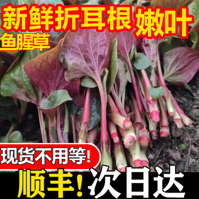 包邮鱼腥草新鲜折耳根四川现摘嫩叶茎叶凉拌叶子4斤包邮蔬菜