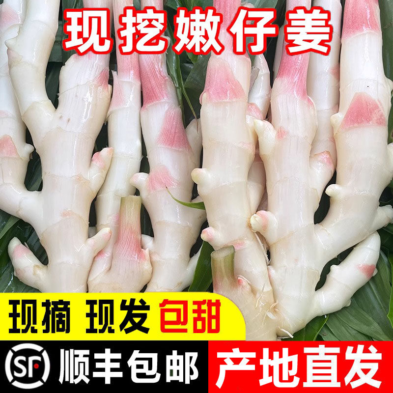 【顺丰包邮】四川乐山西坝仔姜五指姜农家仙女姜供姜嫩姜新鲜现挖