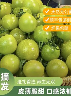 寿光青甜2号小番茄梦想小柿子