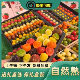 山东寿光七彩小番茄顺丰包邮多彩圣女果混装新鲜小柿子彩色小番茄