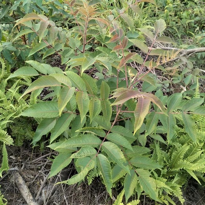 新鲜盐肤木枝叶 五倍子树纯根 中草药盐霜柏敷烟树 500克一份