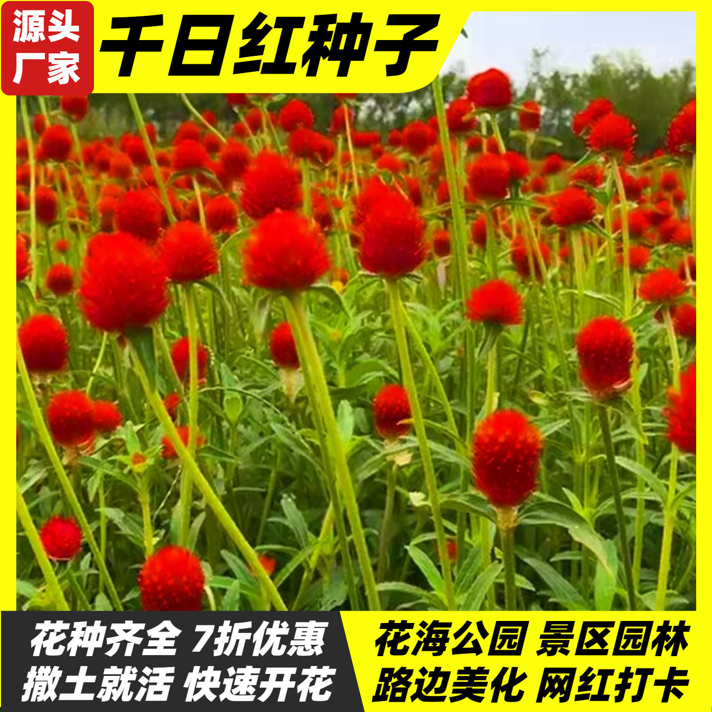 千日红花种子春秋播种花海景观庭院阳台花卉盆栽花籽火球花百日红