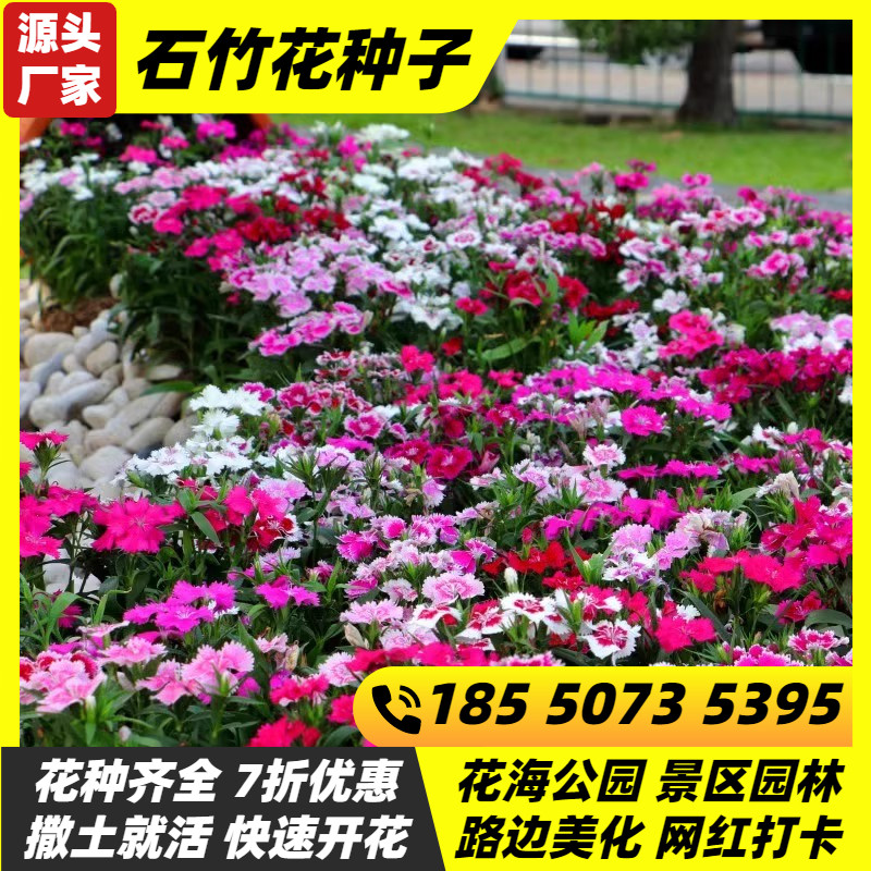 五彩石竹花种子四季花种易活耐寒欧石竹庭院美国石竹庭院室外花籽