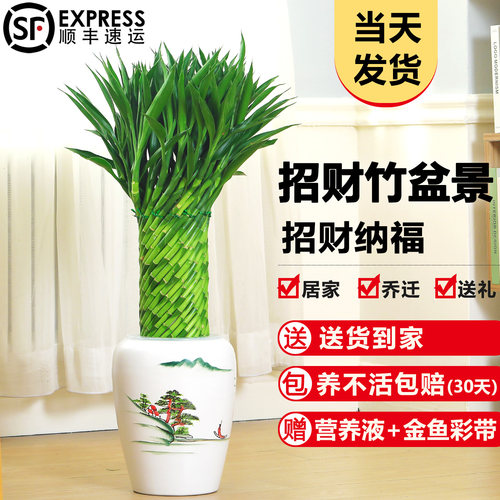 编织招财富贵竹乔迁旺宅室内四季