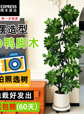 造型鸭脚木客厅大盆栽老桩鹅掌柴室内落地式大型绿植物四季常青