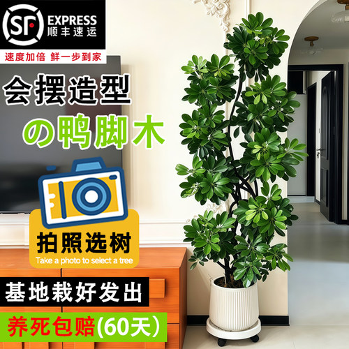 客厅落地鸭脚木老桩盆栽常青