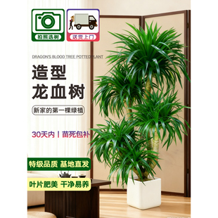 龙血树客厅大型绿植盆栽多头龙须树龙铁树室内大型绿植花卉盆栽