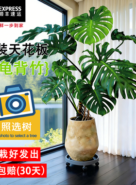 龟背竹客厅大盆栽老桩大叶开背客厅室内大型好养绿植大叶老桩植物