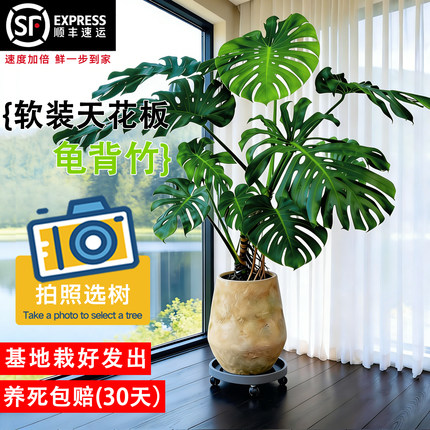 龟背竹客厅大盆栽老桩大叶开背客厅室内大型好养绿植大叶老桩植物