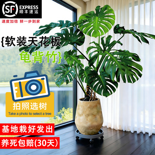 客厅大型好养龟背竹老桩盆栽