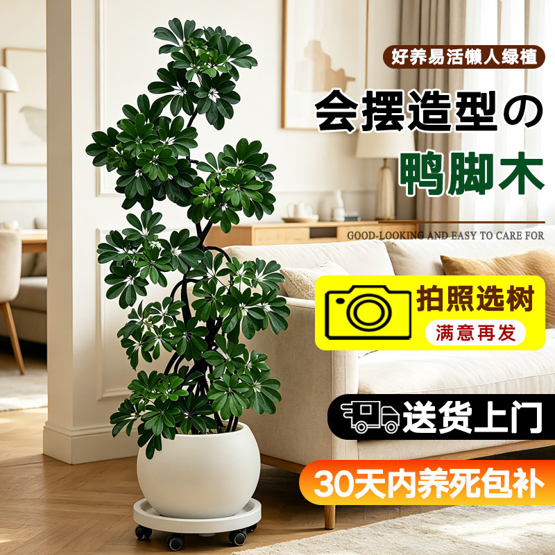 造型鸭脚木办公室内客厅大型绿植八方来财鹅掌木盆栽高级感好养活