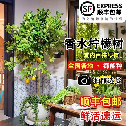 香水柠檬树盆栽带果可食用高杆客厅绿植大型植物室内阳台四季常青