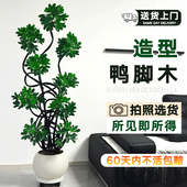 造型鸭脚木客厅大盆栽鸭掌木鹅掌柴室内落地式 常青 大型绿植物四季