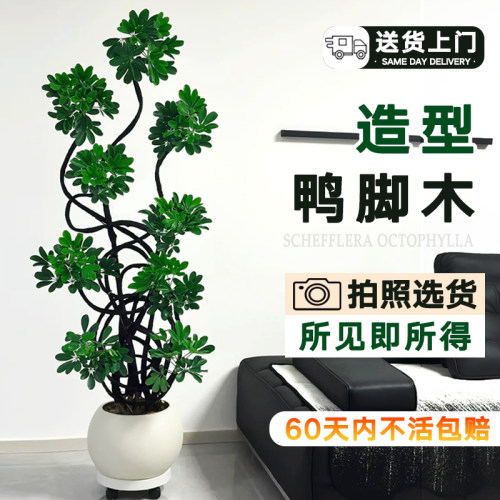 【拍照选货】鸭脚木客厅大盆栽