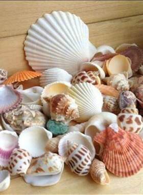 100g/bag Mixed Sea Beach Shells Seashells Fish Tank