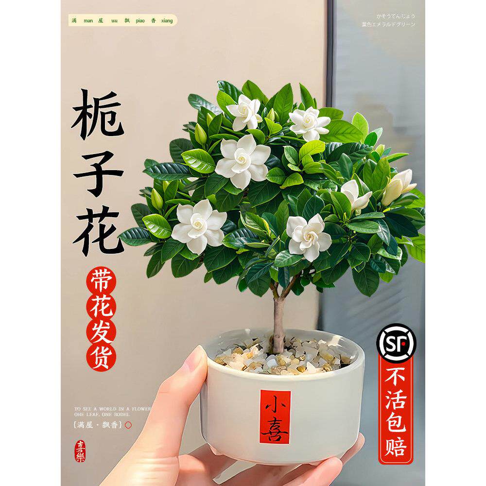 栀子花盆栽绿植物四季办公室内开花卉桌面小摆件好养适合懒人的花