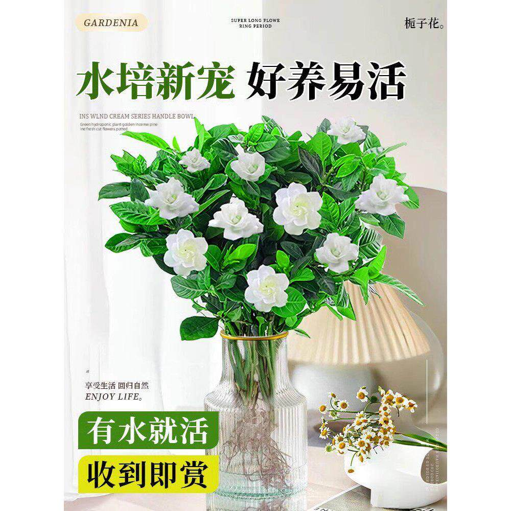 栀子花水培植物花卉盆栽鲜花束带花苞办公室内茉莉花懒人绿植好养