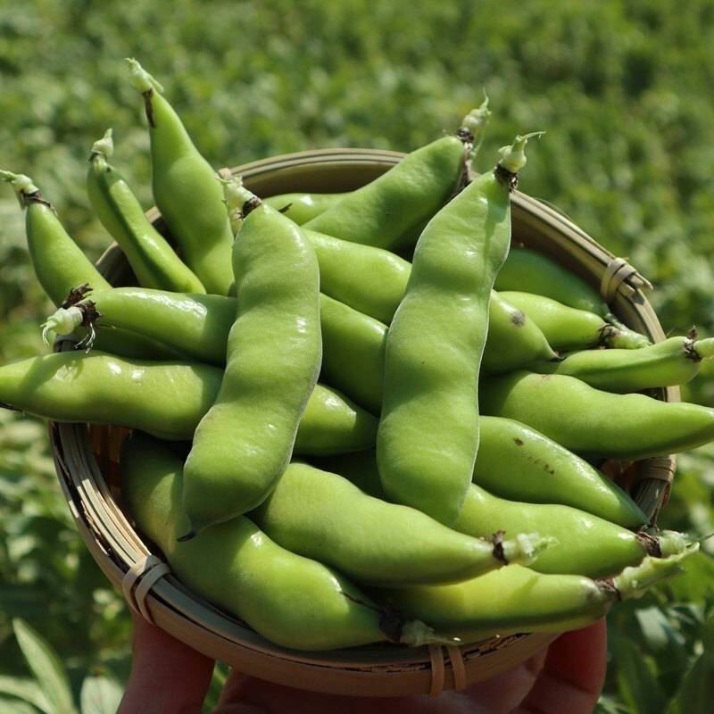 现摘新鲜蚕豆带壳自种鲜嫩胡豆罗新鲜豆类
