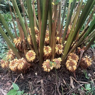 云南草果苗盆栽正品种植苗品种优良根系株高20公分草果叶草果香料