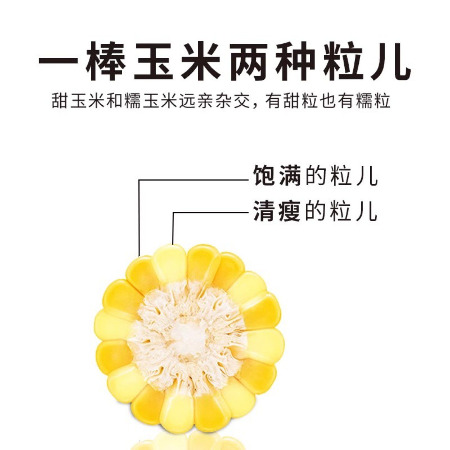 焕然农业远系3号玉米杂交自然熟2025年新鲜玉米非转基因真空包装