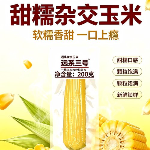 焕然远系3号甜糯杂交玉米