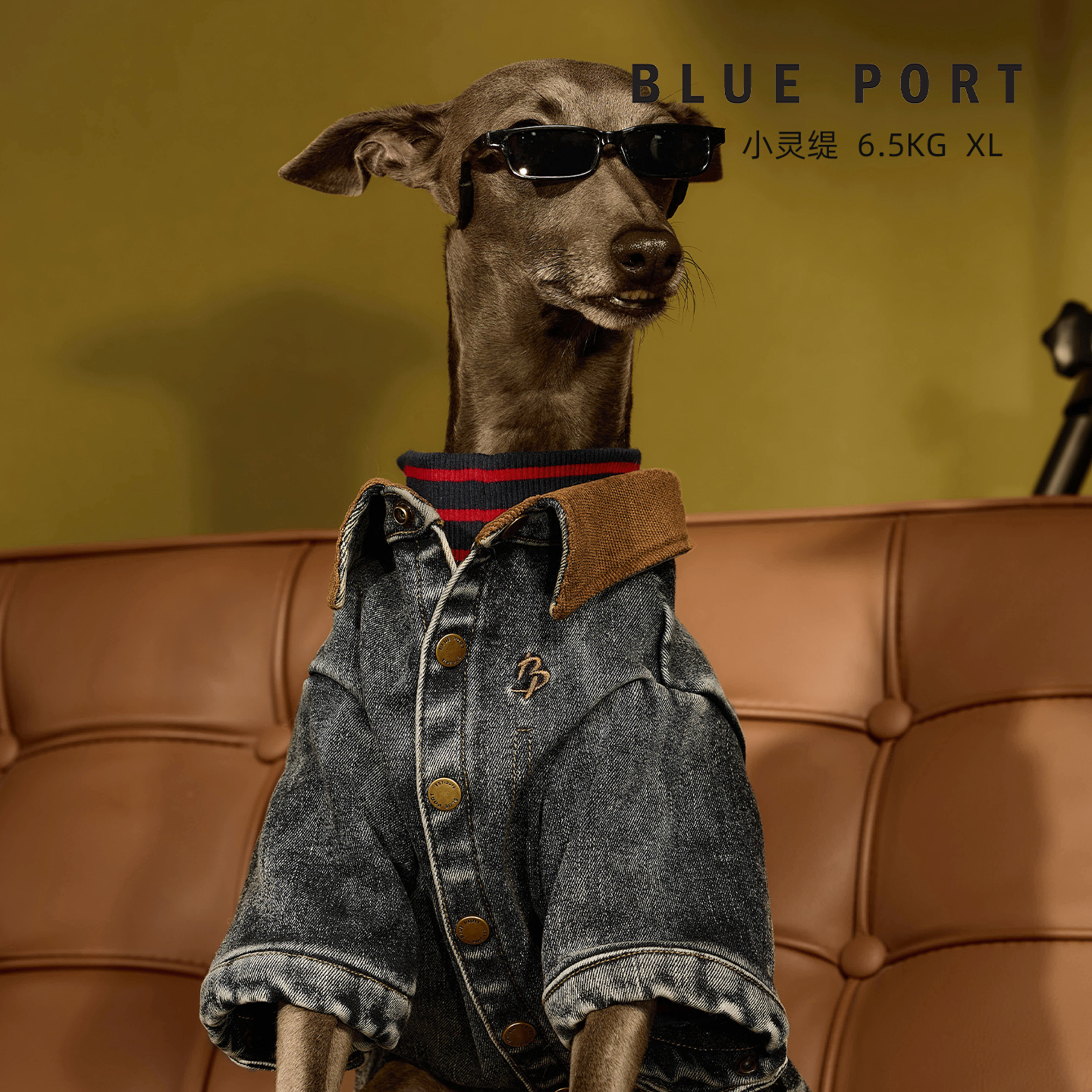 Blueport宠物柔软牛仔外套