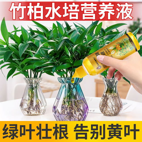 竹柏水培植物营养液富贵竹