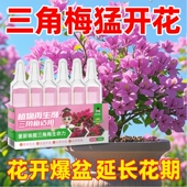 三角梅营养液再生剂盆栽家庭花卉爆花枝繁叶茂催花促花开花液通用