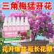 三角梅营养液再生剂盆栽家庭花卉爆花枝繁叶茂催花促花开花液通用